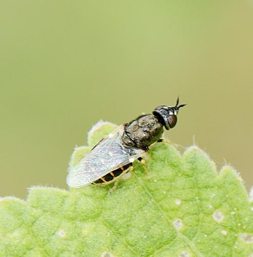 Réf. 313 056 : Nemotelus notatus